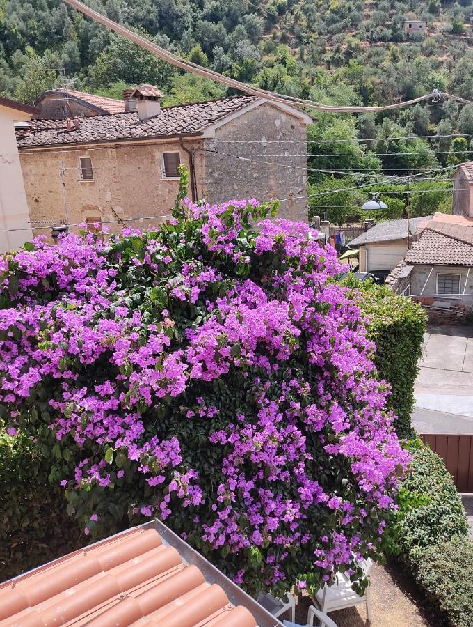 La Bouganville E Il Gelsomino Pietrasanta Zewnętrze zdjęcie
